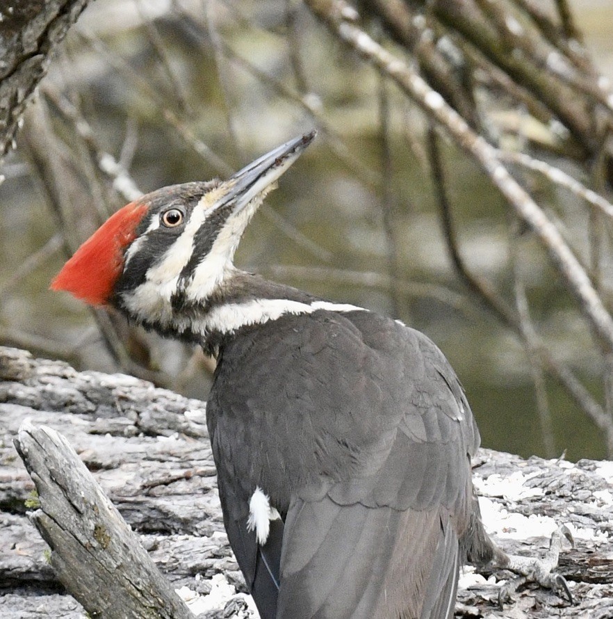 Pileated Woodpecker - ML620499548