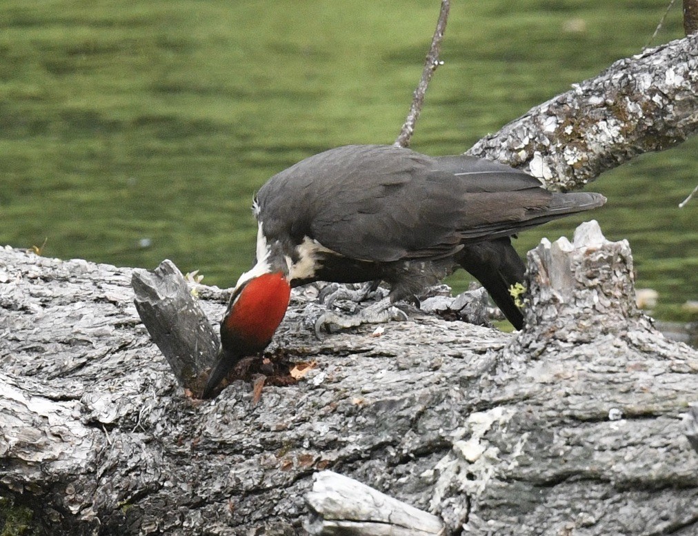 Pileated Woodpecker - ML620499549