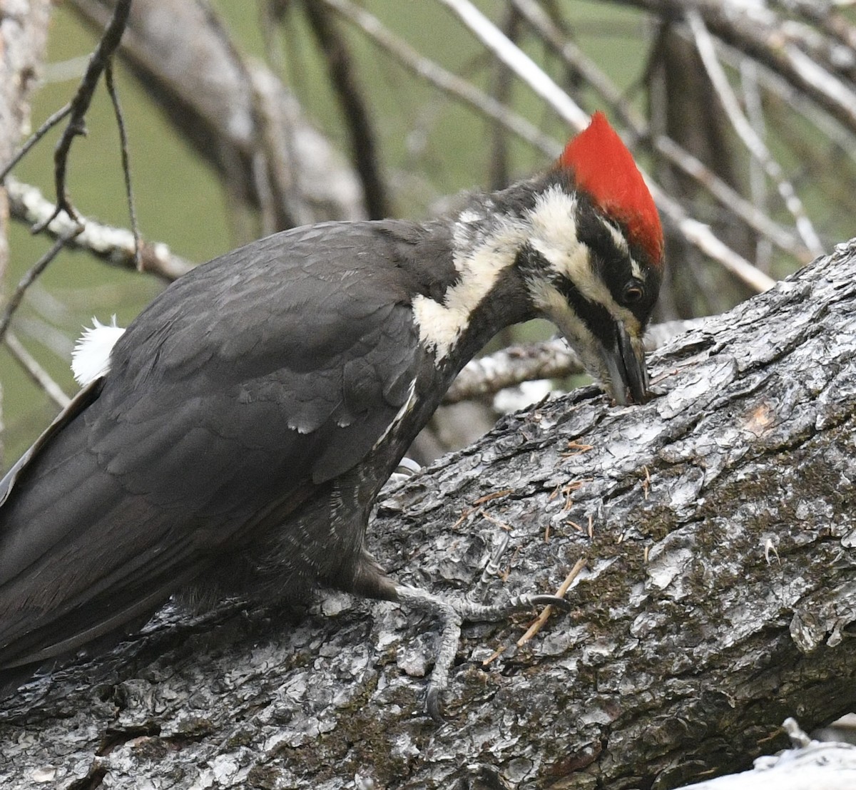 Pileated Woodpecker - ML620499552