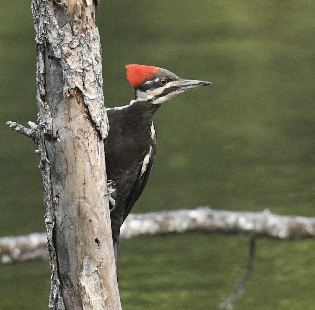 Pileated Woodpecker - ML620499553