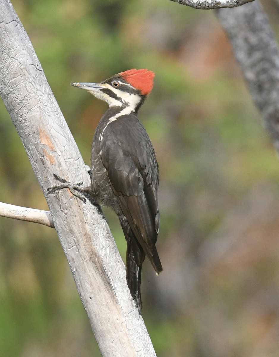Pileated Woodpecker - ML620499555