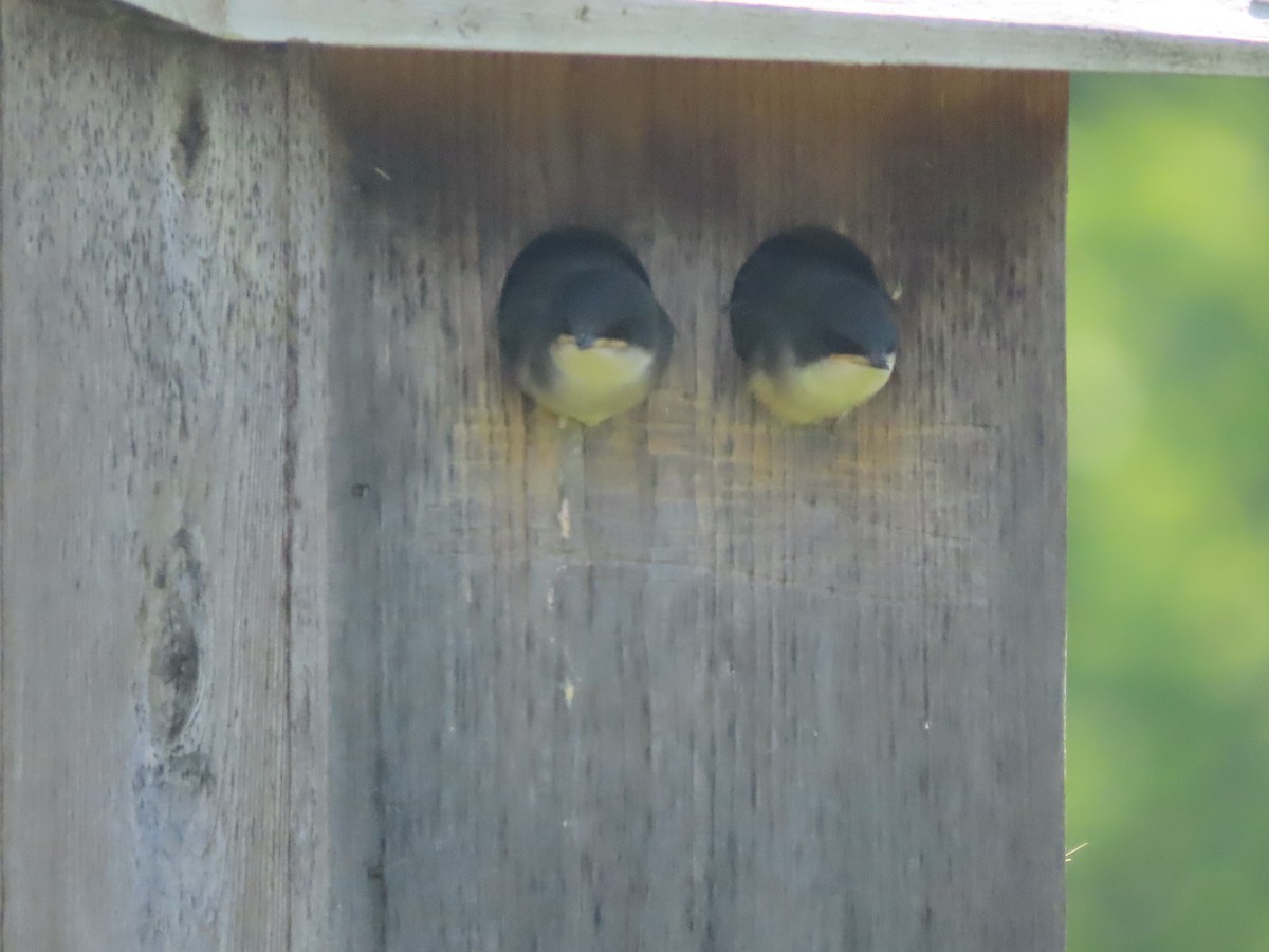 Tree Swallow - ML620499556