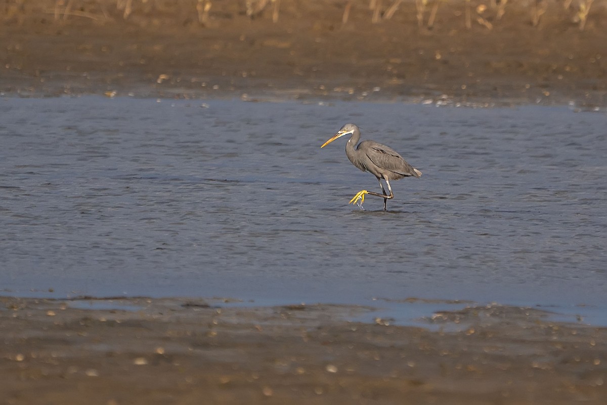 Western Reef-Heron - ML620499559