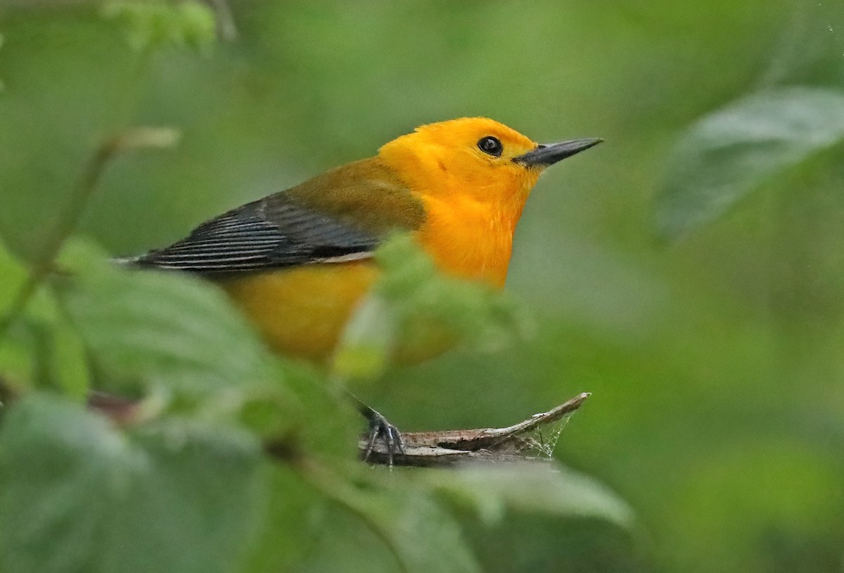 Prothonotary Warbler - ML620499562