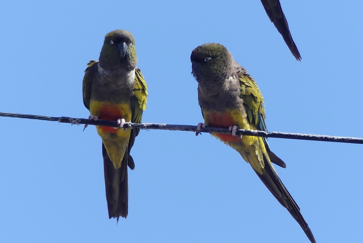 Burrowing Parakeet - ML620499563