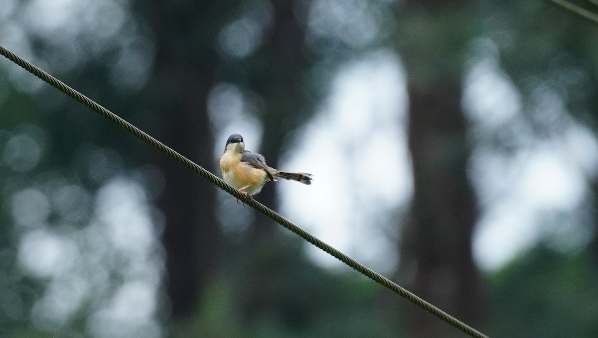 Prinia Cenicienta - ML620499566