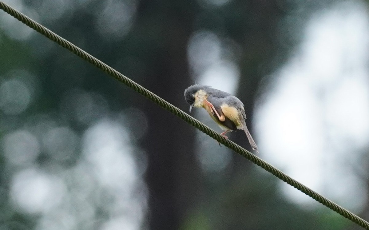 Prinia Cenicienta - ML620499567