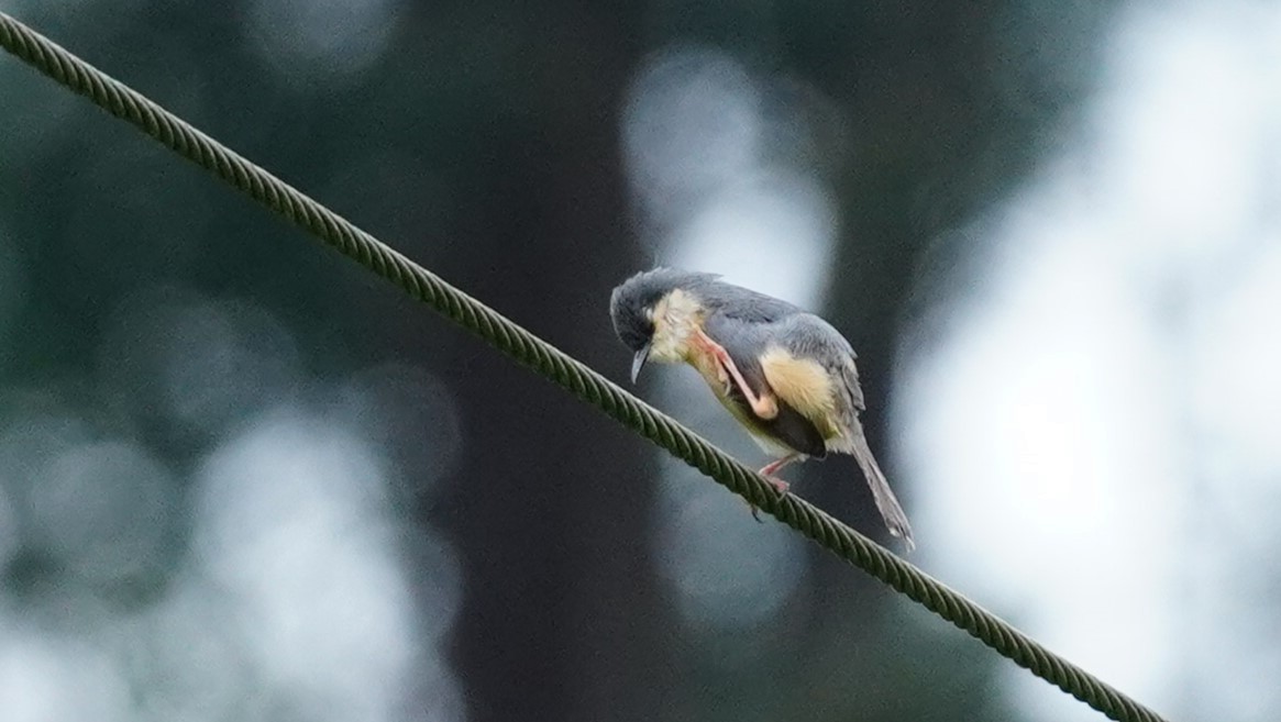 Prinia Cenicienta - ML620499568