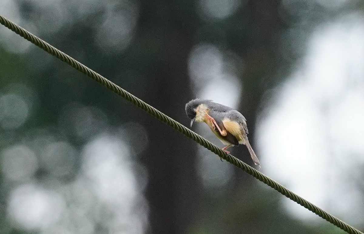 Prinia Cenicienta - ML620499569