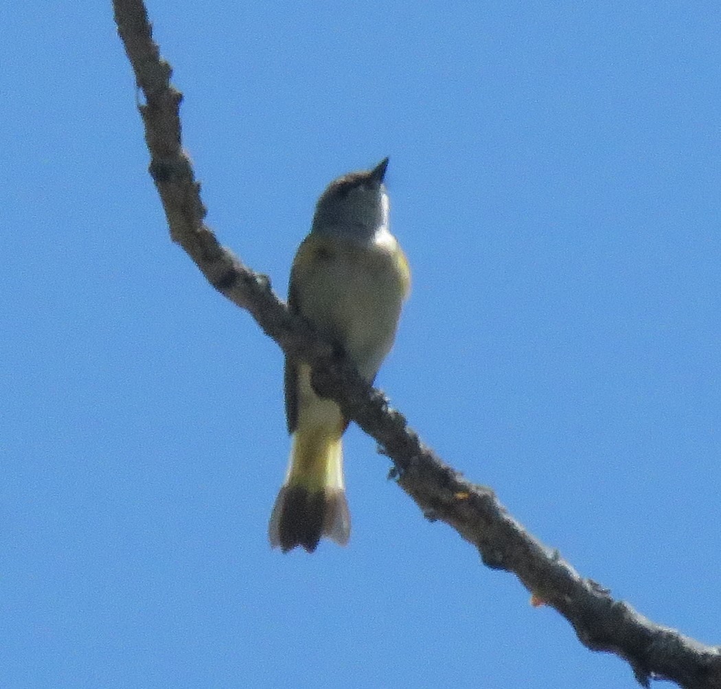 American Redstart - ML620499572