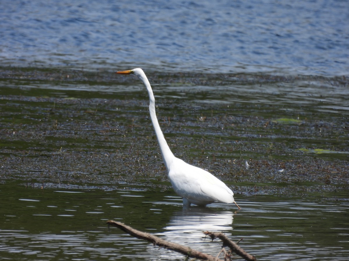 Great Egret - ML620499574