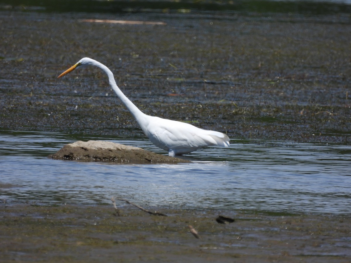 Grande Aigrette - ML620499577