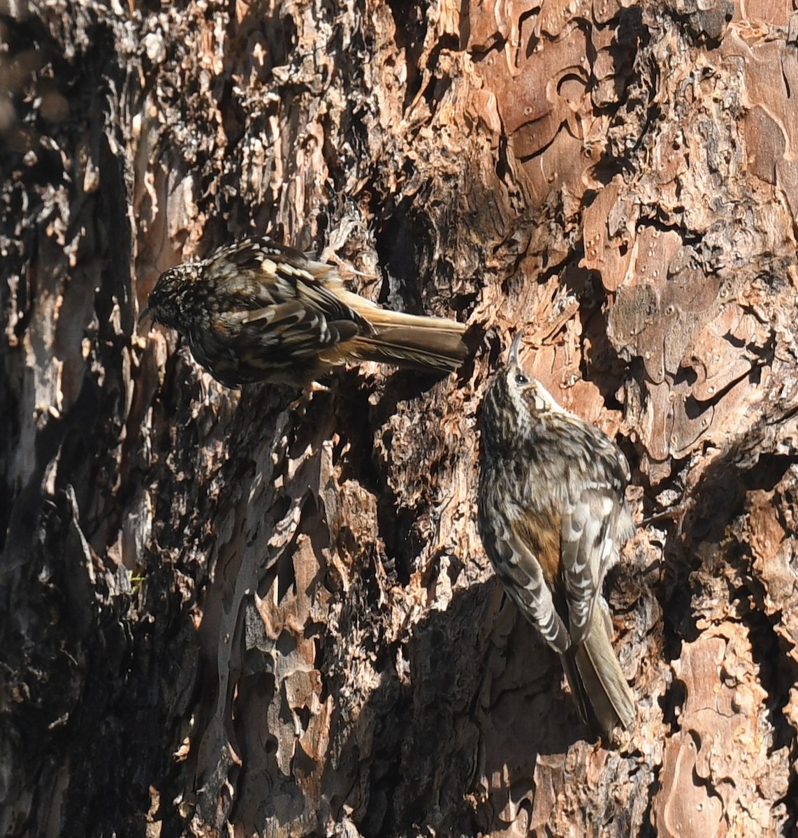 Brown Creeper - ML620499582