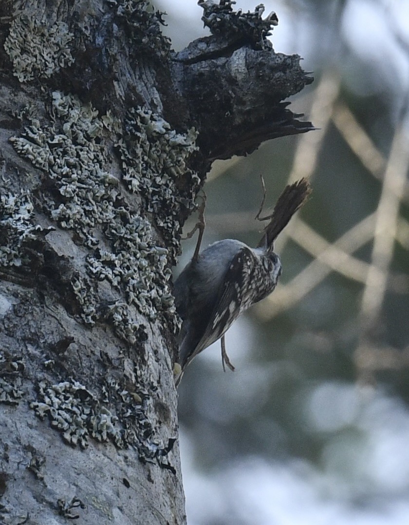 Brown Creeper - ML620499593