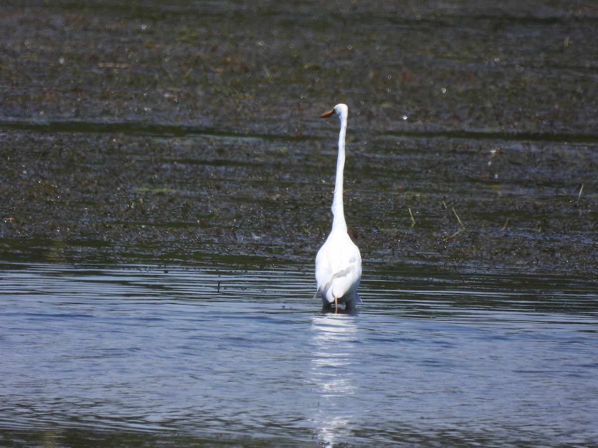 Great Egret - ML620499600