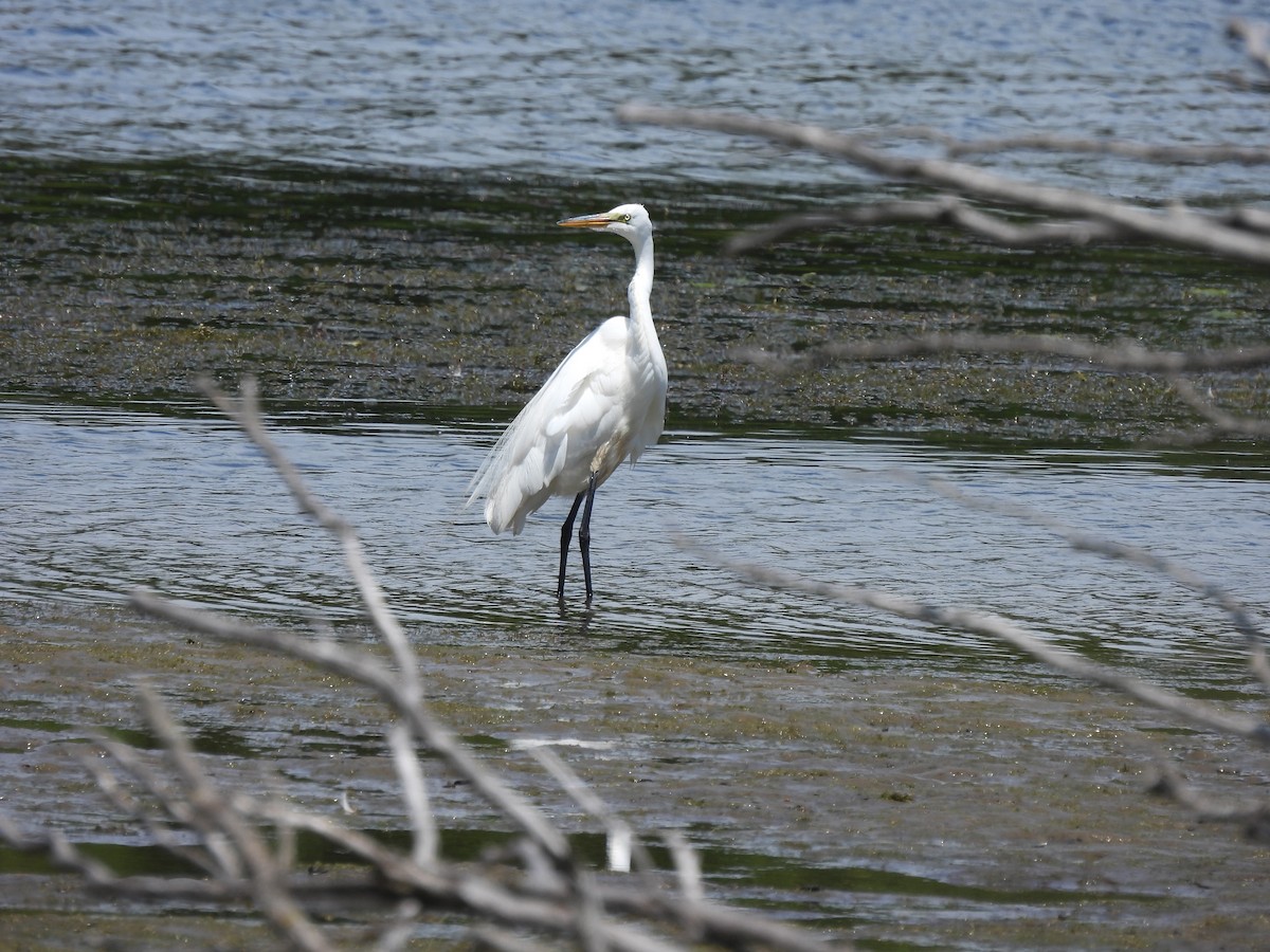 Great Egret - ML620499607