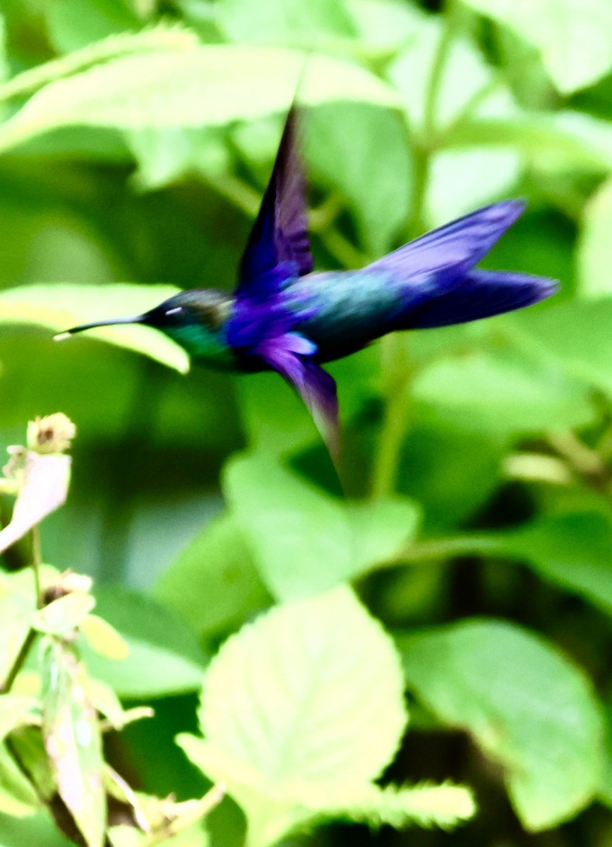 kolibřík vidloocasý - ML620499612