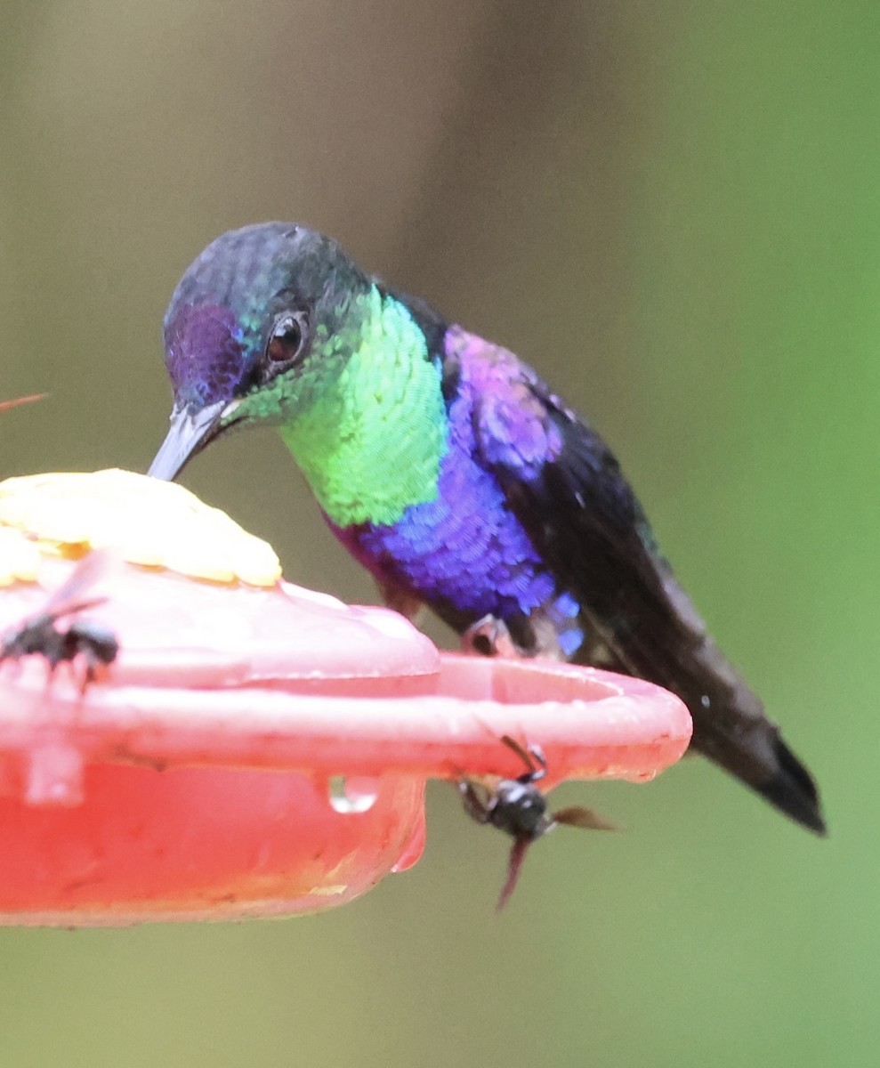 kolibřík vidloocasý - ML620499615