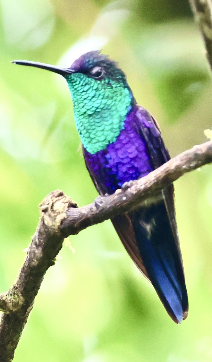 kolibřík vidloocasý - ML620499618