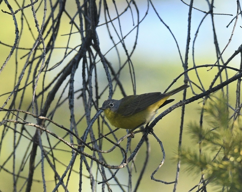 Nashville Warbler - ML620499620