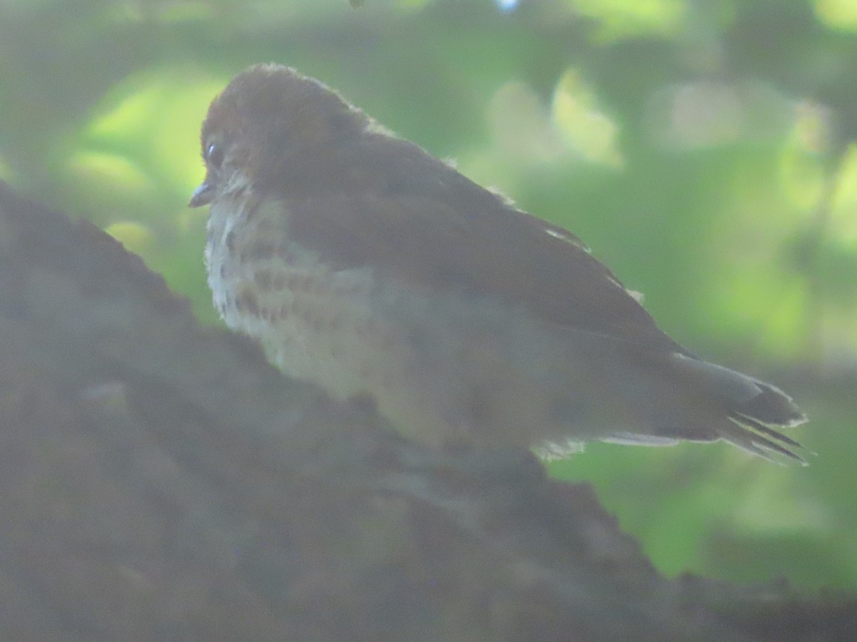 Wood Thrush - ML620499624