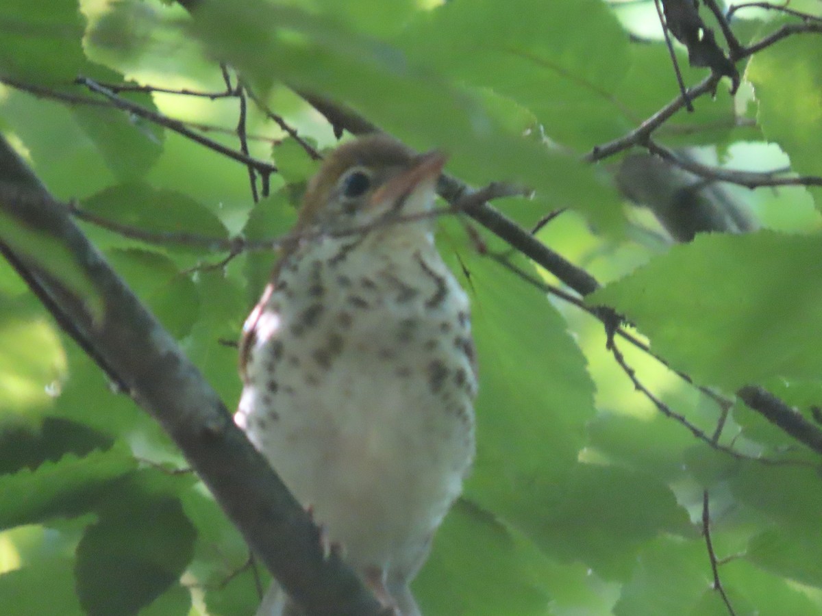 Wood Thrush - ML620499626