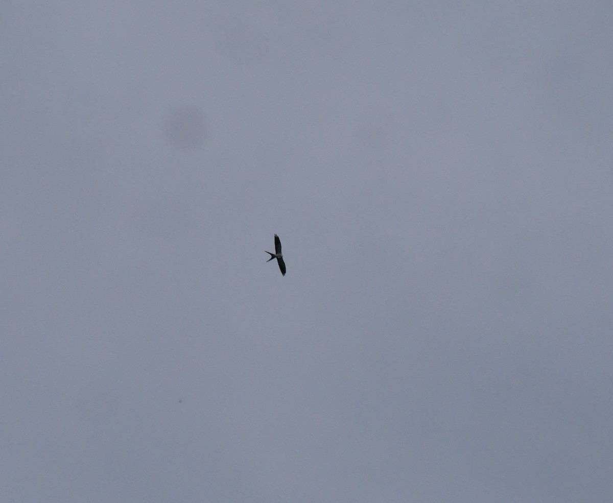 Swallow-tailed Kite - ML620499629