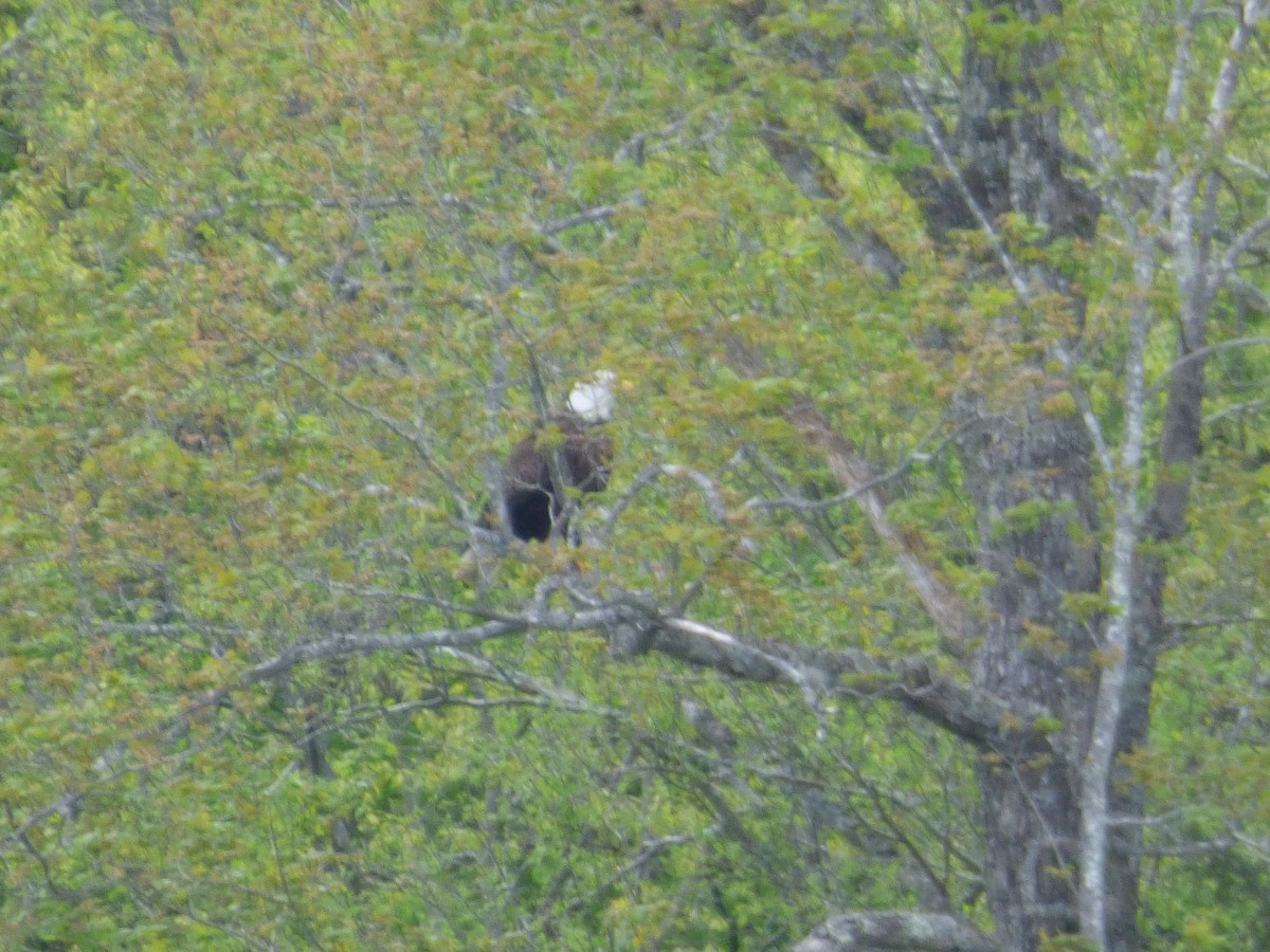 Bald Eagle - ML620499632