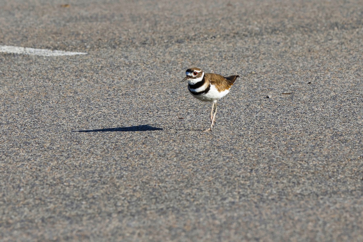 Killdeer - ML620499638