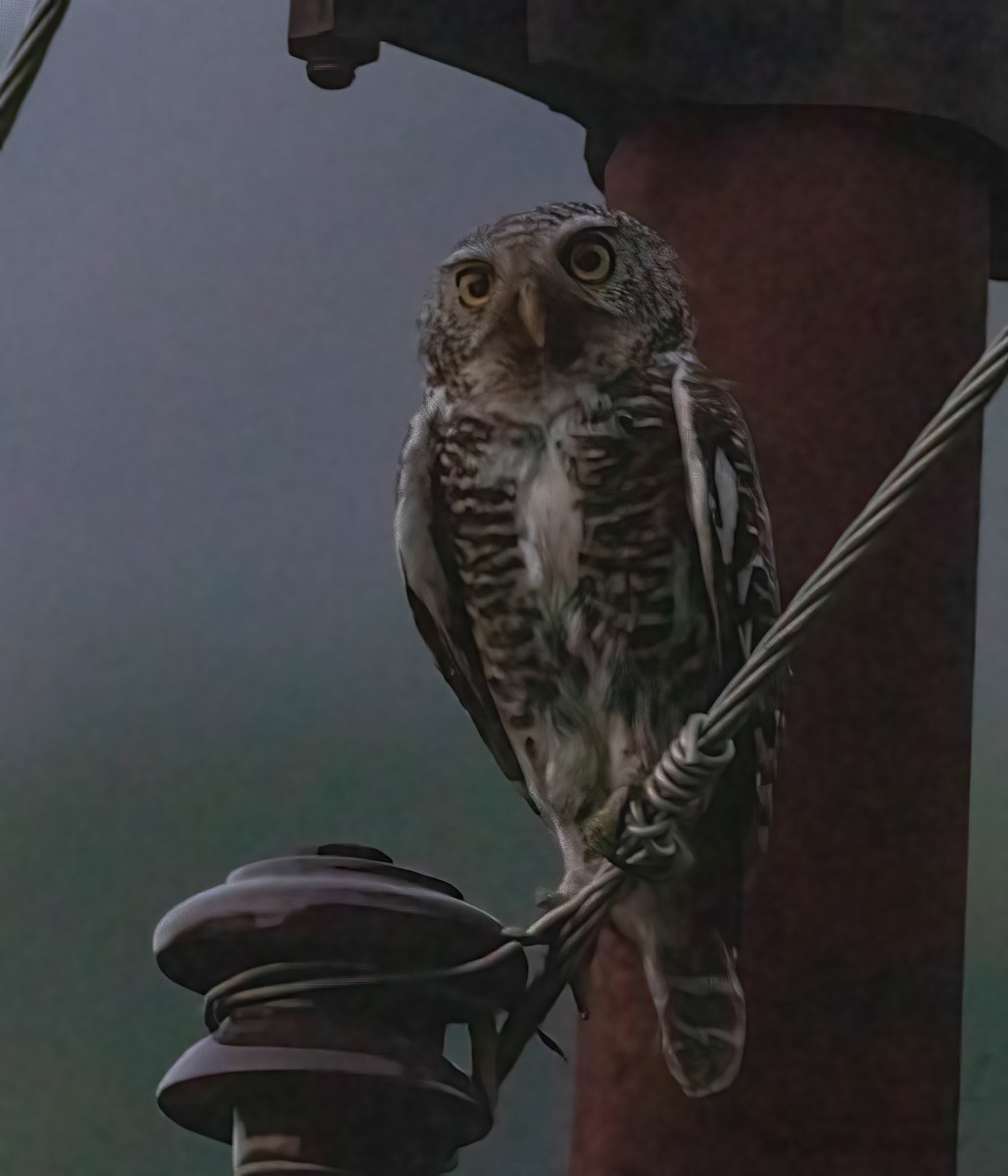 Asian Barred Owlet - ML620499643