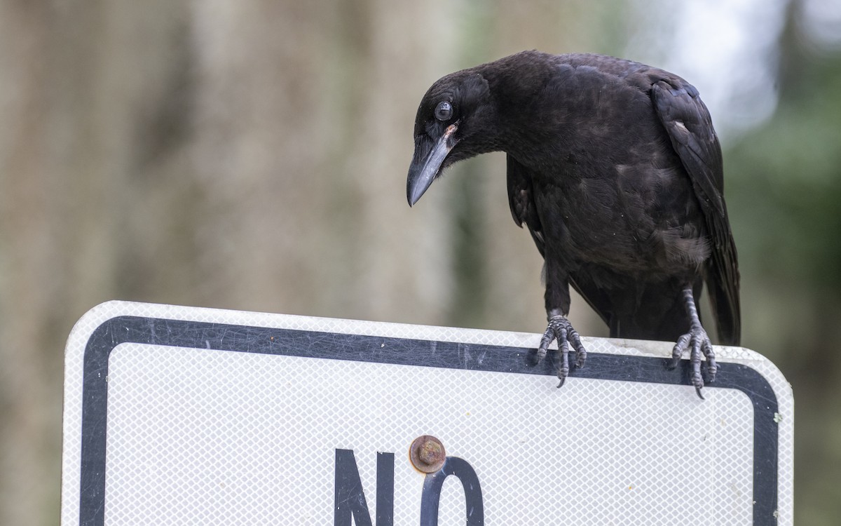 American Crow - ML620499644