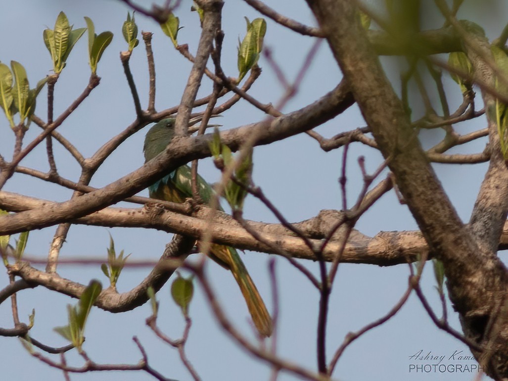 Blue-bearded Bee-eater - ML620499649