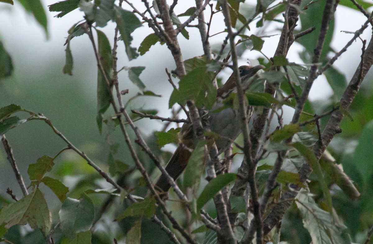 Spot-breasted Scimitar-Babbler - ML620499651