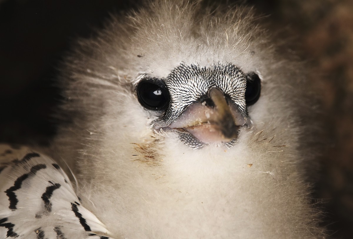 White-tailed Tropicbird - ML620499654