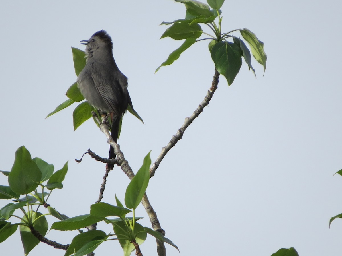 Gray Catbird - Carla R