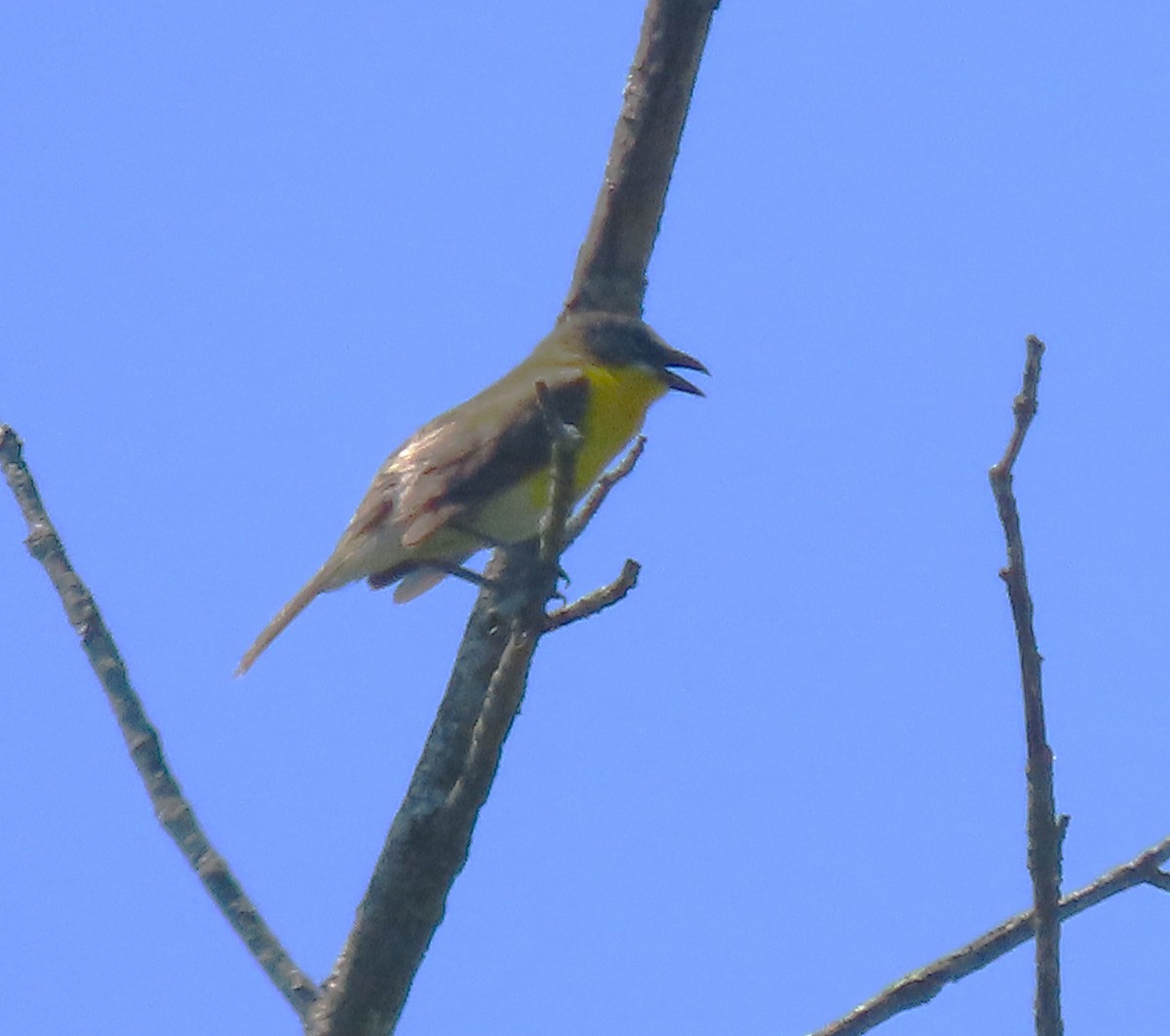 Yellow-breasted Chat - ML620499665