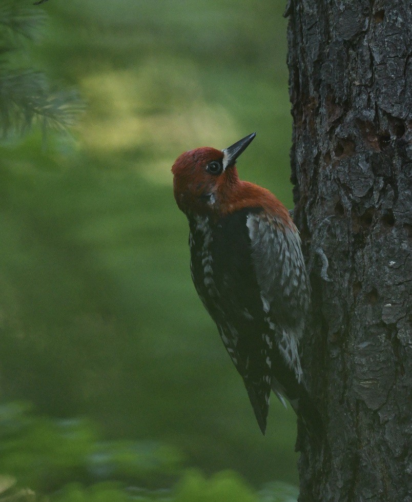 Red-breasted Sapsucker - ML620499666