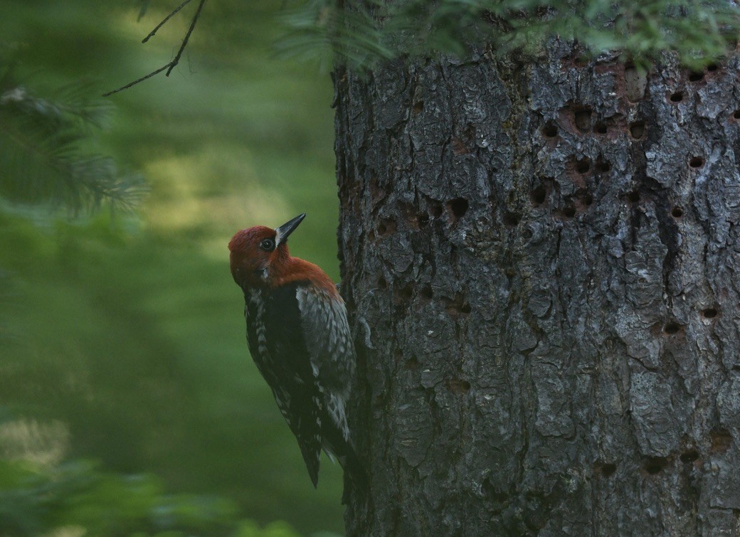 Red-breasted Sapsucker - ML620499667