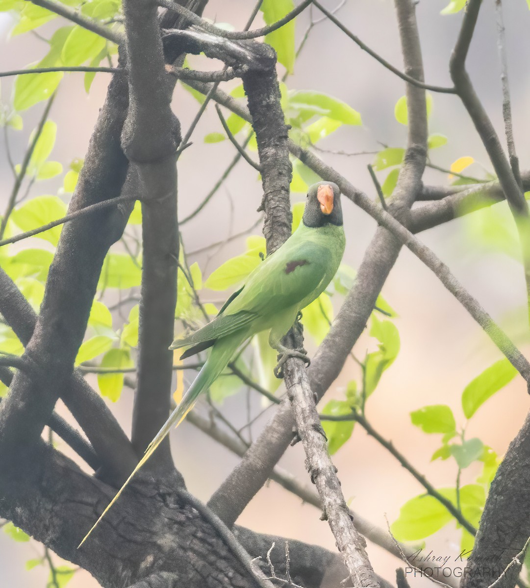 Slaty-headed Parakeet - ML620499670