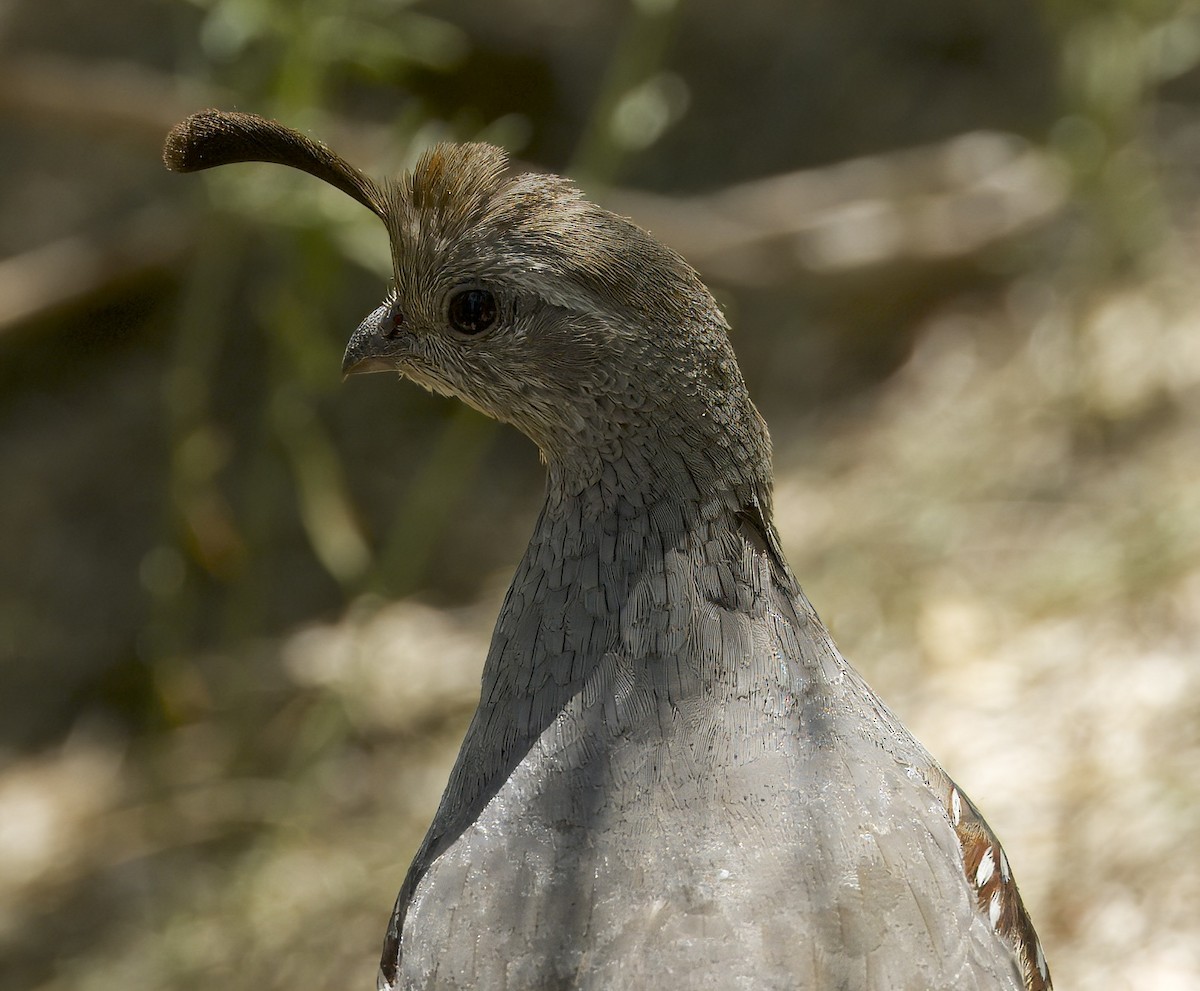 Gambel's Quail - ML620499674