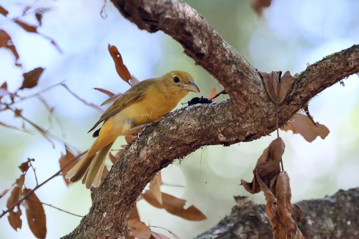Summer Tanager - Mark Gorday