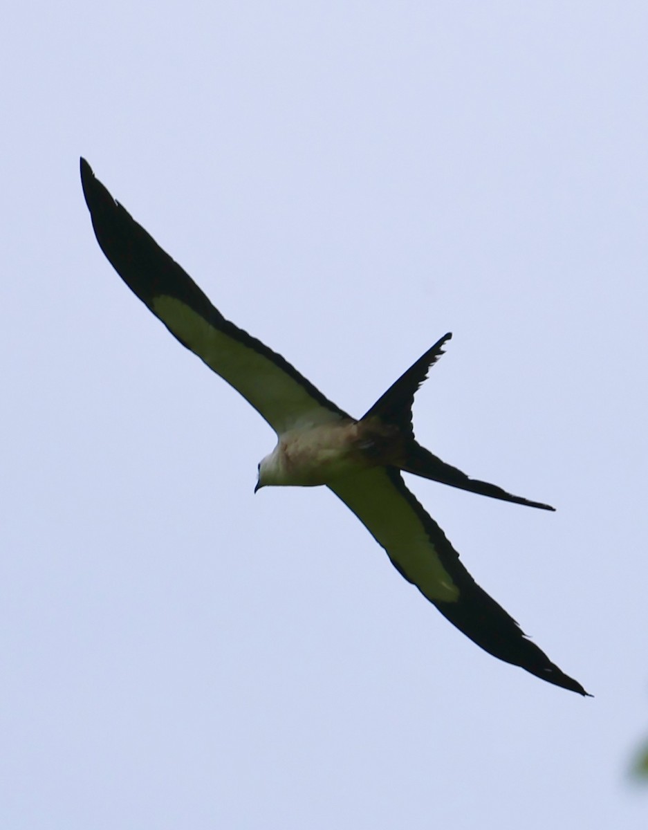 Swallow-tailed Kite - ML620499689