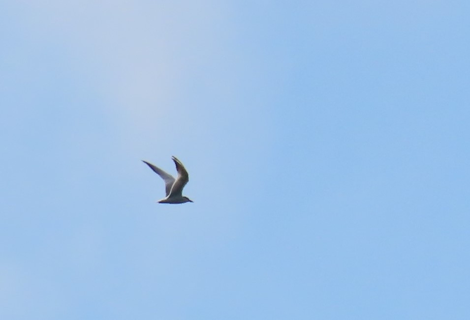 Caspian Tern - ML620499697