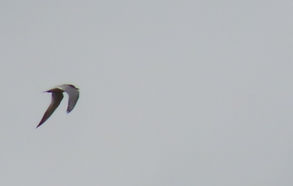 Caspian Tern - ML620499698