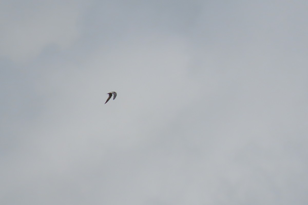 Caspian Tern - ML620499700