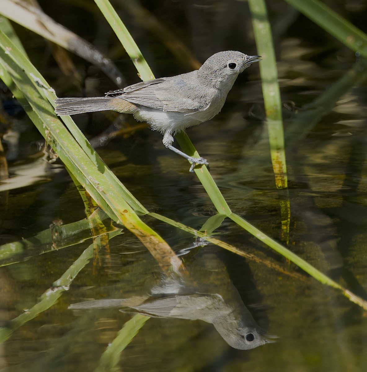 Lucy's Warbler - ML620499714