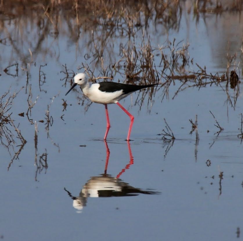 Black-winged Stilt - ML620499716