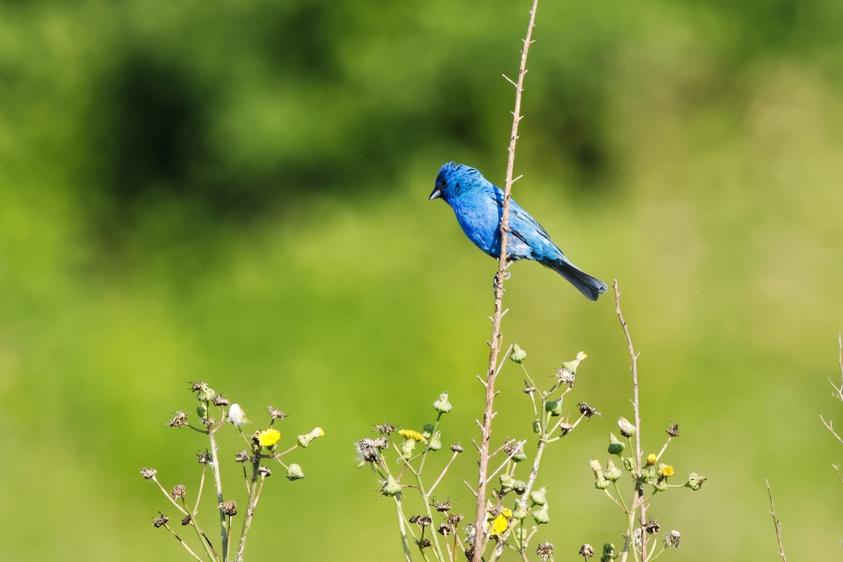 Passerin indigo - ML620499717