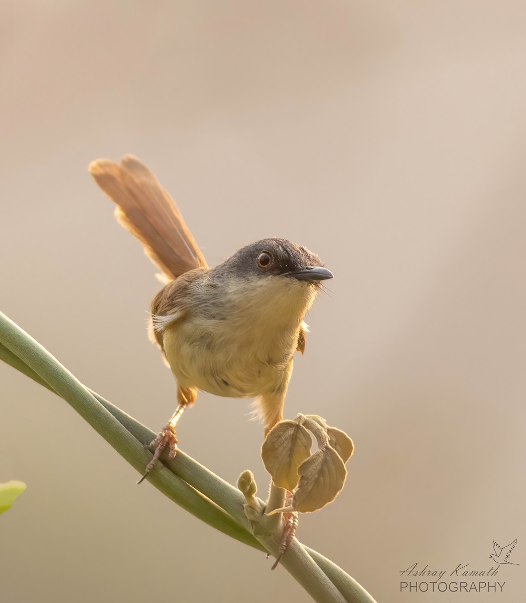 Prinia à calotte grise - ML620499719