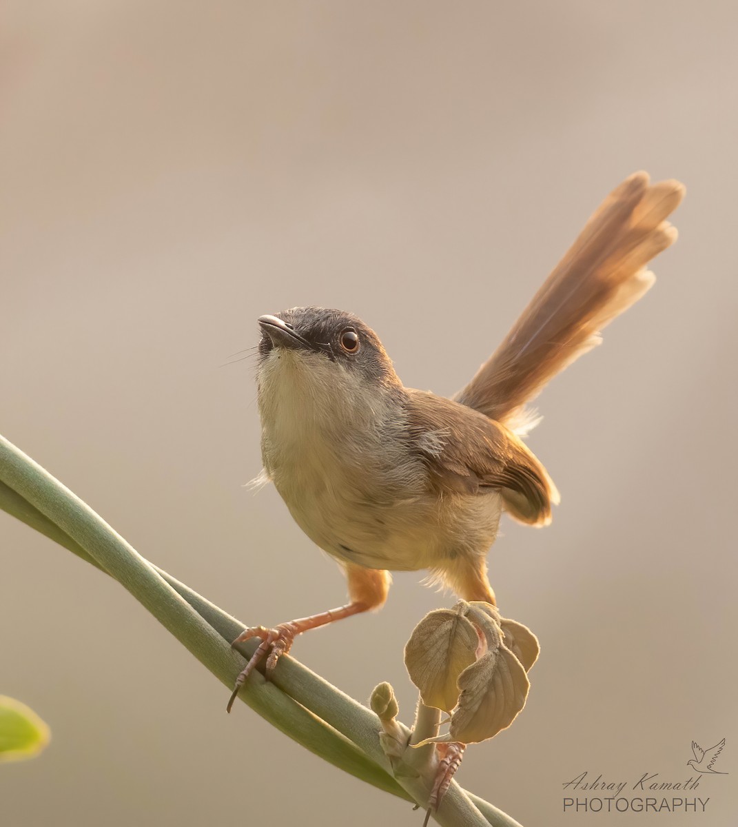 Gray-crowned Prinia - Ashray Kamath